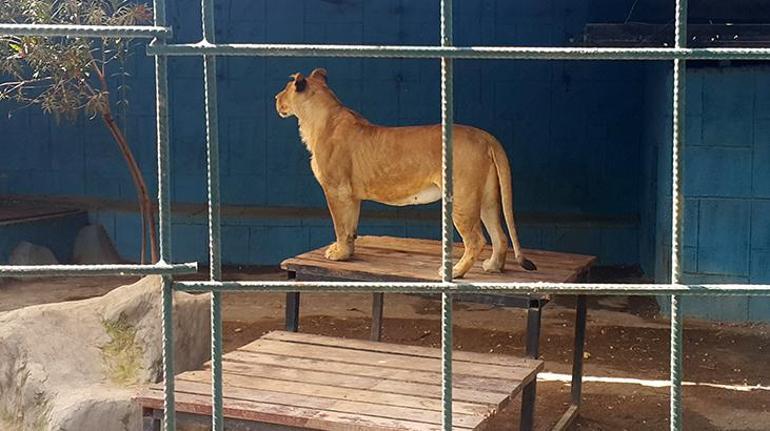 Selfie için kafese giren aileye aslan saldırdı Feci son