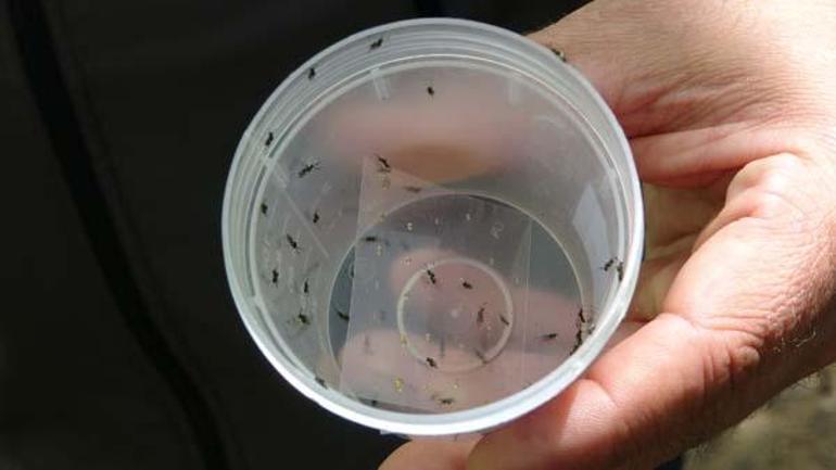 Karadenizde katil arı alarmı Laboratuvarda saklanan ‘Torymus sinensis’ doğaya salındı