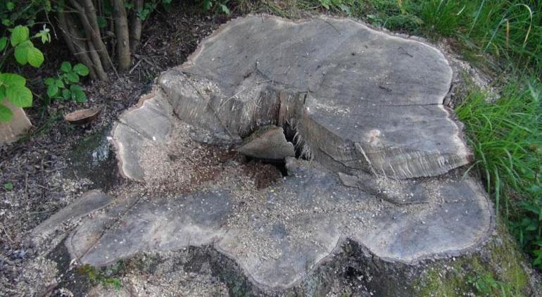 Kocaelinde ilginç hırsızlık 150 yıllık çınar ağaçlarını çaldılar