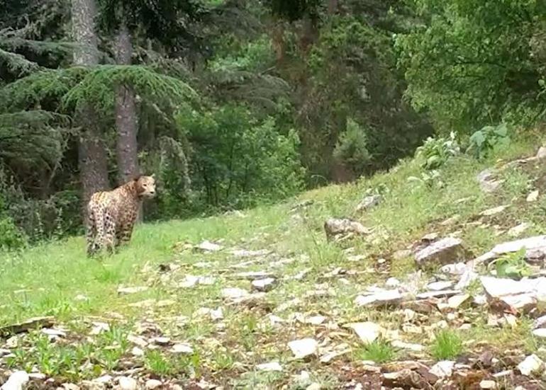 Anadolu leoparı yeniden görüntülendi: Efsane bütün heybetiyle