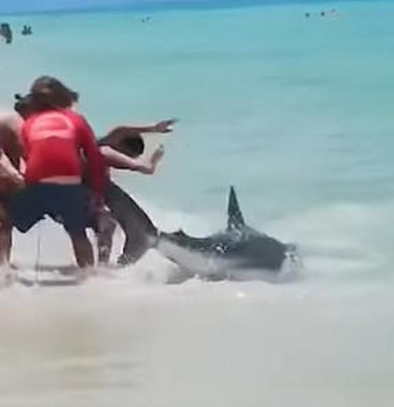 Sıfır korku Köpekbalığını elleriyle yakalayıp kıyıya çektiler