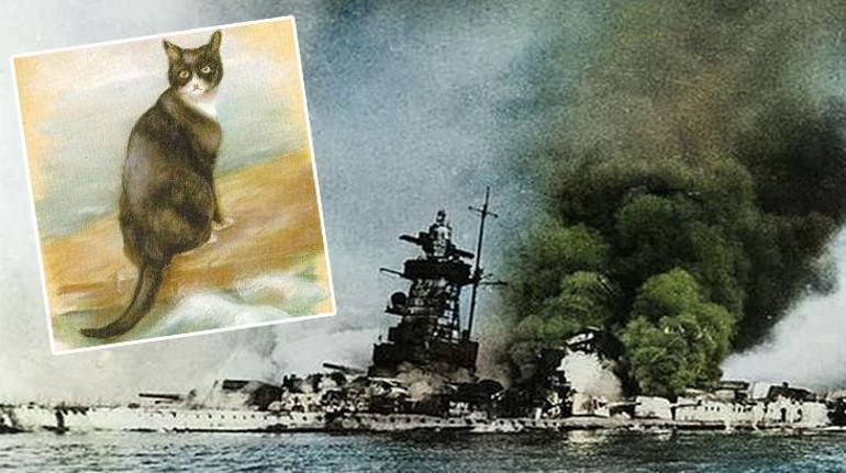 3 gemi batırdı, hepsinden kurtuldu Ortalığı karıştıran hamaklı kedi