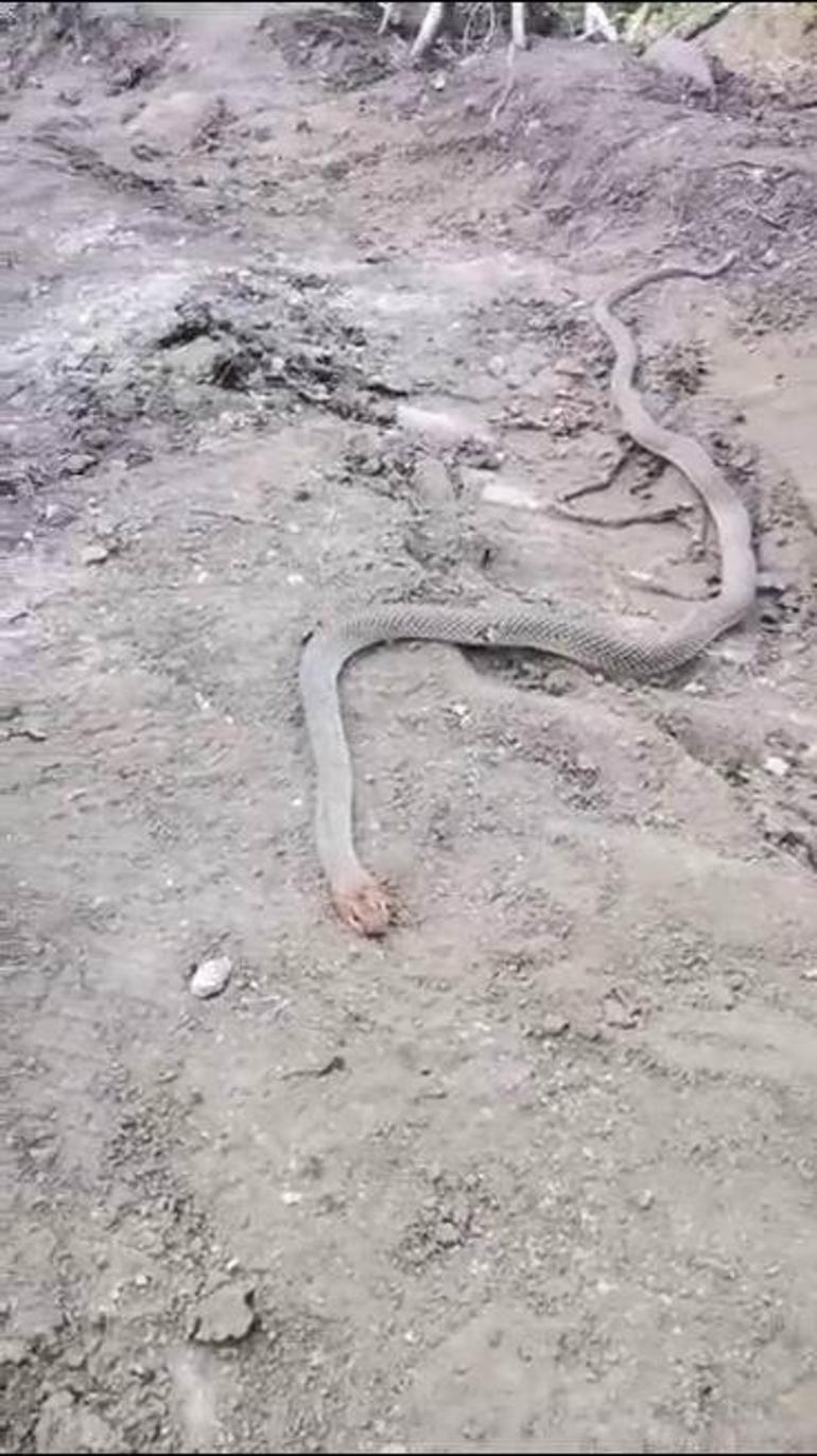 Bitkin haldeki dev yılanı su vererek kendine getirmeye çalıştılar