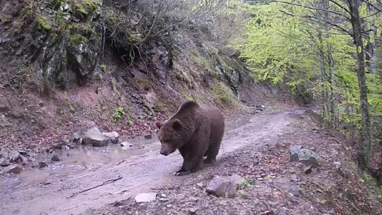 Fotokapanlara poz verip yakınlarına selam gönderdiler