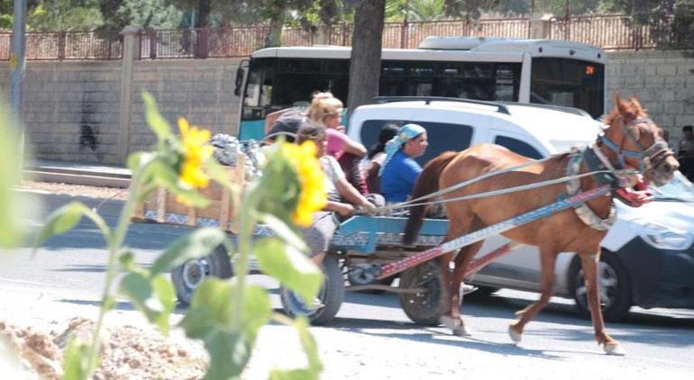 Depremden 4 ay sonra Enkaz altında ay çekirdekleri çiçek açtı