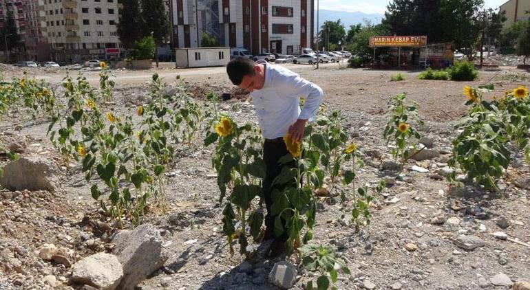 Depremden 4 ay sonra Enkaz altında ay çekirdekleri çiçek açtı