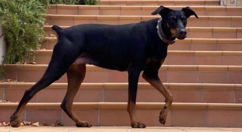 Korhan Berzegi aramalarda 10uncu gün Ekipler, köpeği için İngilizce sesleniyor