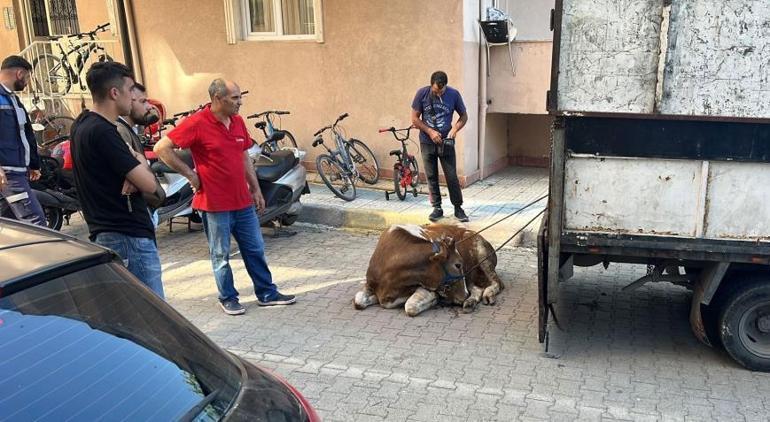 Ortalık karıştı Kaçan kurbanlıklar vatandaşlara zor anlar yaşattı