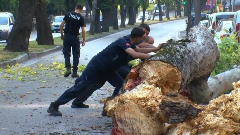 200 yıllık çınar, caddeye devrildi Bu bölgede, insan yoğunluğu çok oluyor