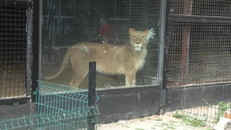 Beykozda aslan kaçtı iddiası: Kafeslerin kapılarını bile şifresiz açamıyoruz