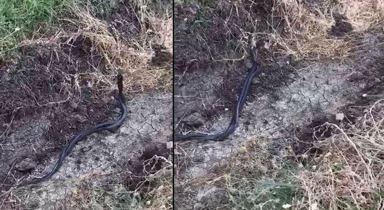 3 buçuk metrelik dev yılan paniği Apartmandan böyle çıkarıldı