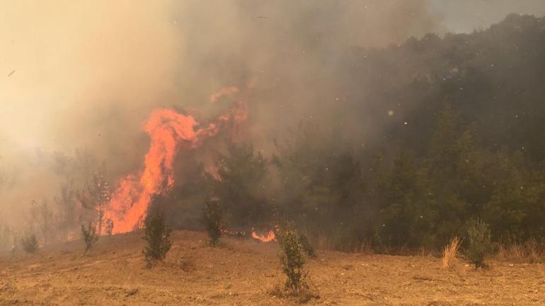 Adanadaki orman yangınları kontrol altına alındı