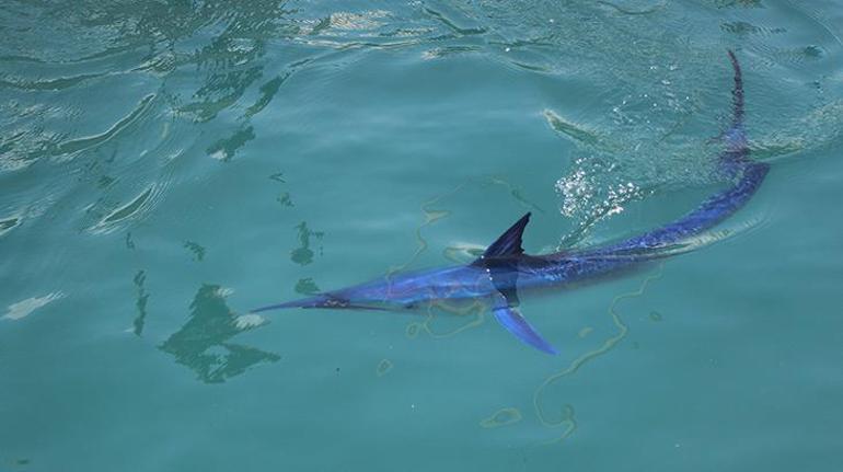 Yer: Antalya Köpek balığı sanılarak taşlandı, gerçek sonradan anlaşıldı