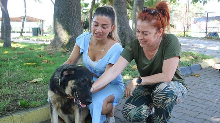 Zonguldaktaki sokak köpeği  Almanyaya sahiplendirildi