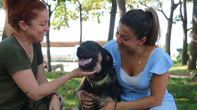 Zonguldaktaki sokak köpeği  Almanyaya sahiplendirildi