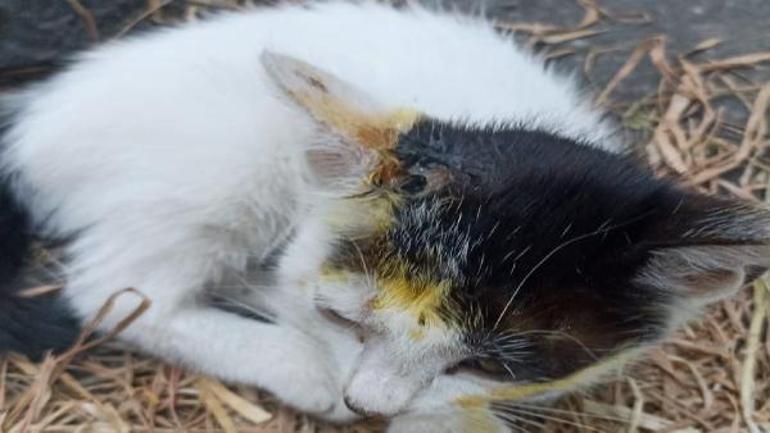 İstanbulda şok iddia: Kedilerin üzerine asit döküldü