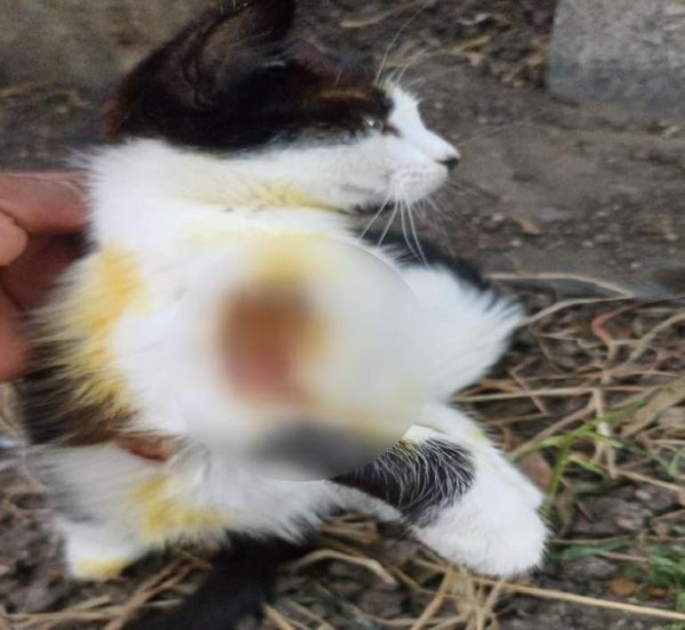 İstanbulda şok iddia: Kedilerin üzerine asit döküldü