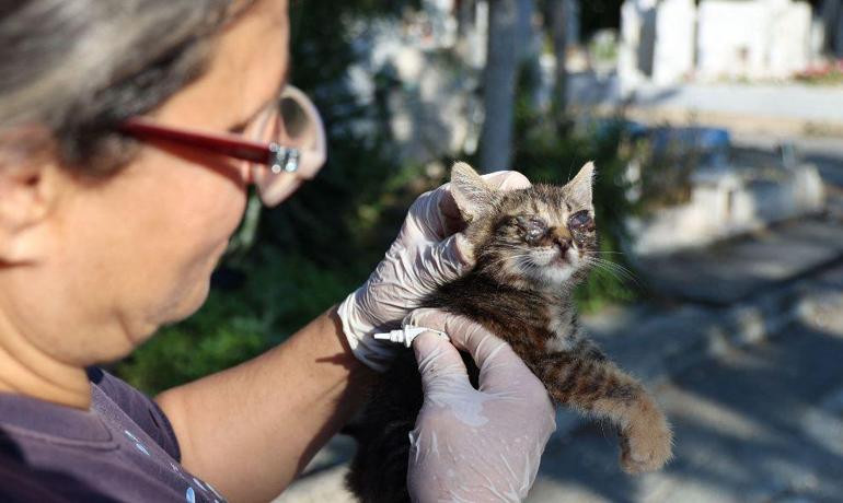 Güney Kıbrıs’taki bulaşıcı hastalık dünya gündeminde: Ada’da 500 kedi ‘FIP’ kurbanı