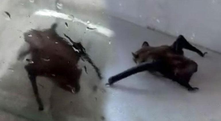 İstanbulda iki ayrı ilçede yarasa paniği Evlere kadar girdiler