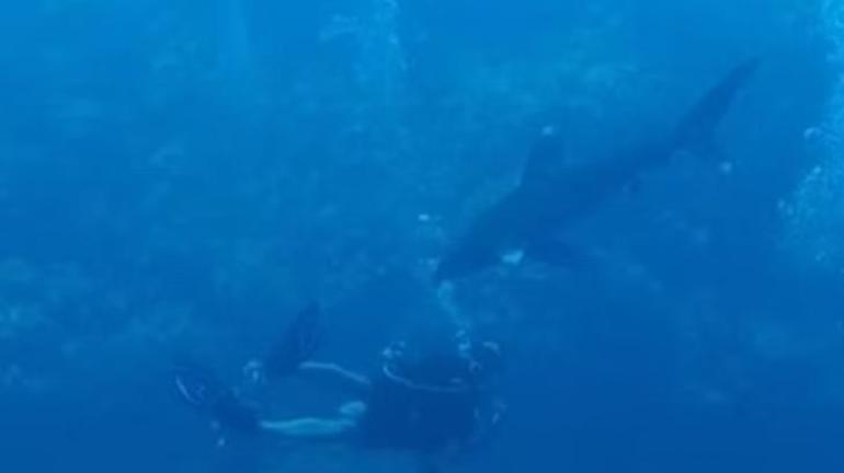 Tekmenin intikamı feci oldu, kimse bunu düşünmedi Köpekbalığı bizi yanlış görüyor