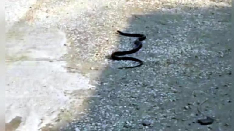 Yer: Osmaniye Yoldaki yılanı ezen sürücüye ceza