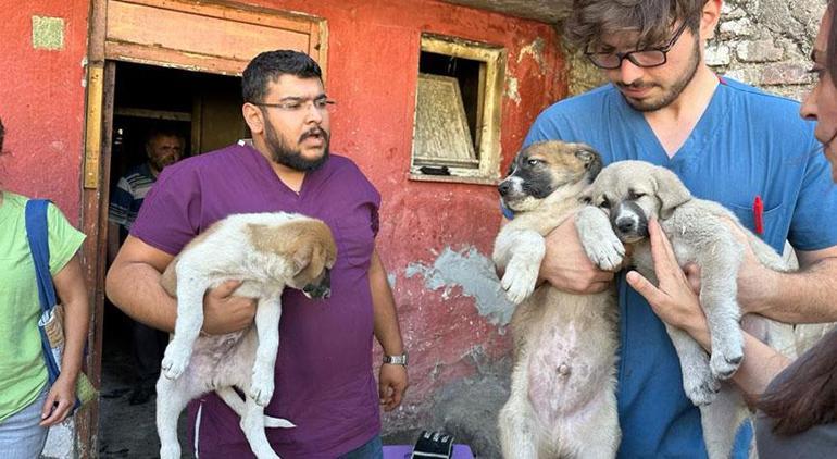 Ev sahibi evden çıkardı Hayvansever çift otele yerleştirildi