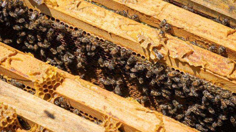 Bu mucizeyi arılar üretiyor Kanser ve lösemi tedavisinde kullanılıyor