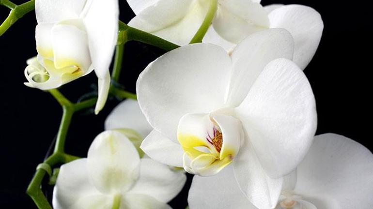 Solan orkidenizi tekrar canlandırıyor Orkideniz bir haftada coşacak