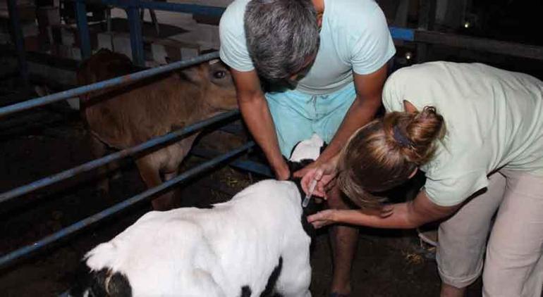 İngiltere’de yöneticiydi, aşkı için Türkiye’ye yerleşti İngiliz gelinin çiftlik hayatı