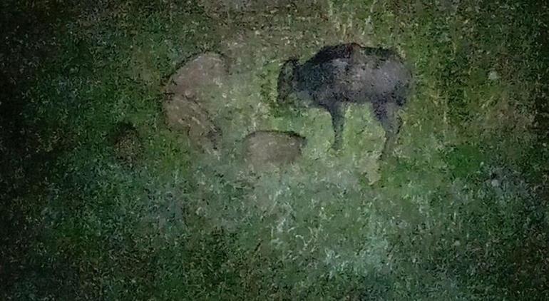 Zonguldakta aç kalan anne domuz ve yavruları şehre indi