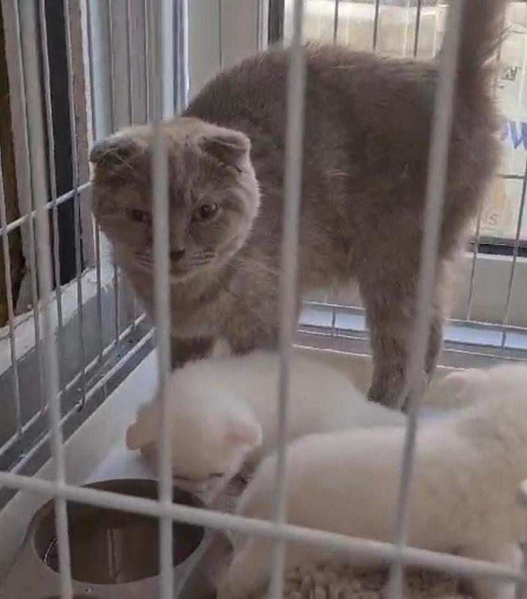 Kedisinin ölümünden sorumlu tuttu, kliniği basıp veterinere saldırdı