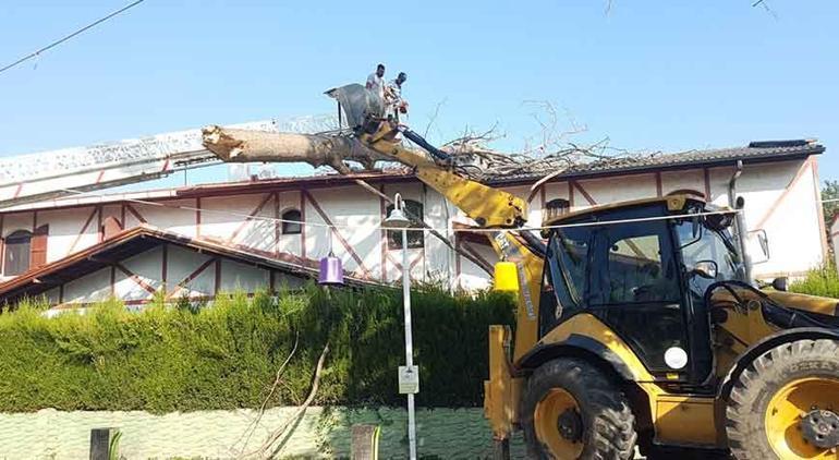 Asırlık çınar ağacı villanın çatısına devrildi