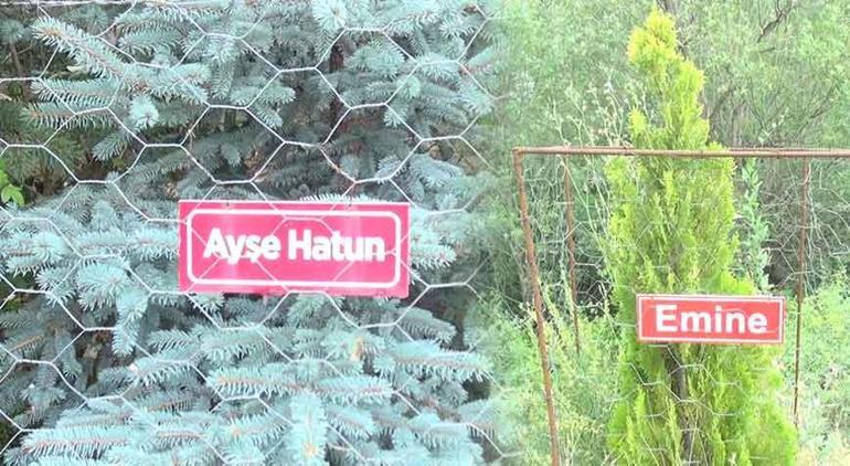 Köye gelen herkes duygulanıyor İsimlerin olduğu fidanların sırrı