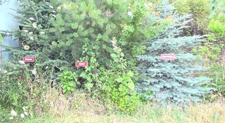 Köye gelen herkes duygulanıyor İsimlerin olduğu fidanların sırrı