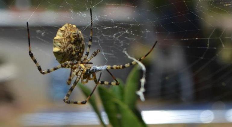 Dünyanın en zehirli örümcek türlerinden Ayvalık’ta yakalandı