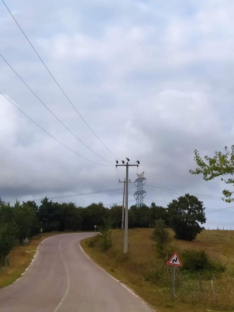 Kocaelide leylekler için elektrikler kesildi