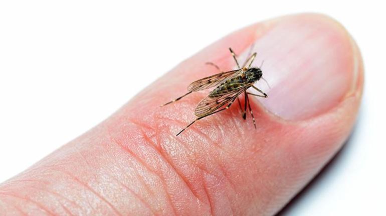 Grip değil sivrisinek ısırığı İlk belirti kabuklu yaralar diyerek açıkladı