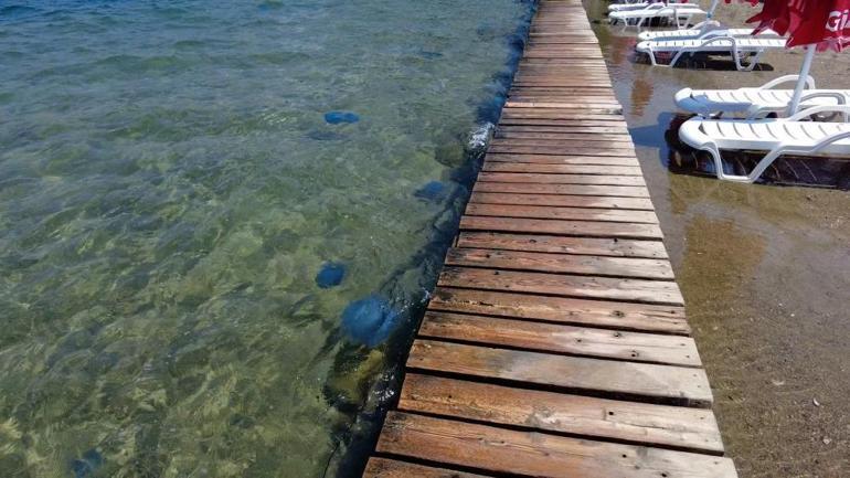 İzmirde denizanası tedirginliği Vakalar arttı