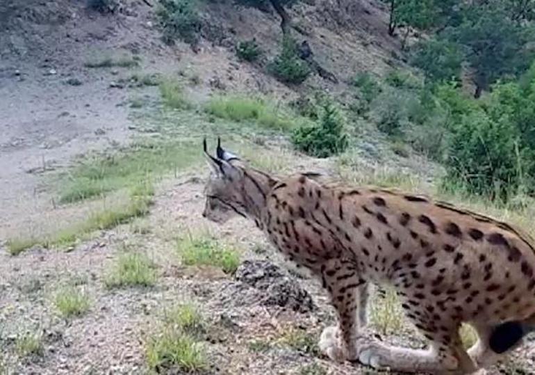 Ormanın hayaleti görüntülendi Geceleri ortaya çıkıyor