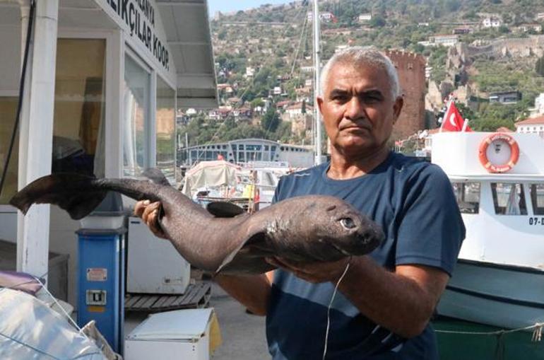 700 metre derinlikte yaşıyor Alanyada yakalandı, balıkçılar şaşkın