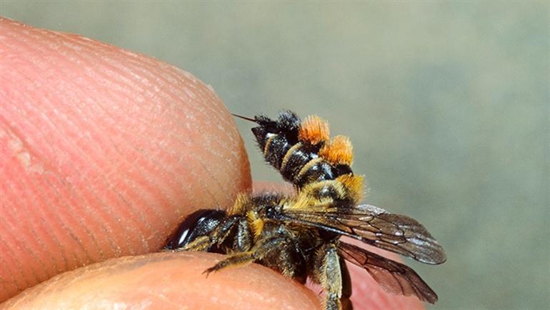 Hava sıcak diye boynuna takmadı, art arda 3 kez arı soktu 30 dakikada öldürüyor