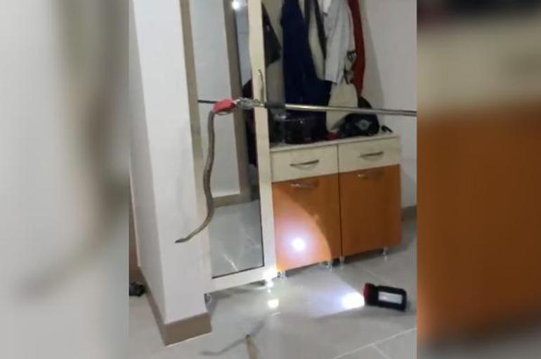 Evde panik: Elbise dolabının altından yılan çıktı
