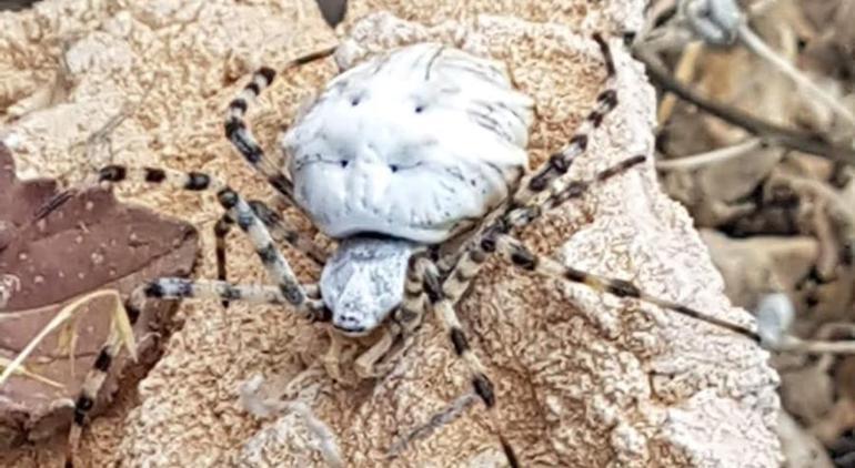 Dünyanın en zehirli örümceklerinden Malatyada argiope lobata paniği