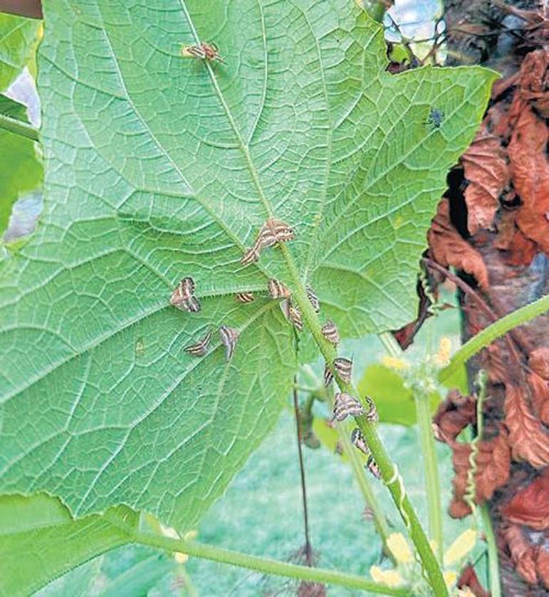 Doğu Karadeniz’de “vampir kelebek” kabusu