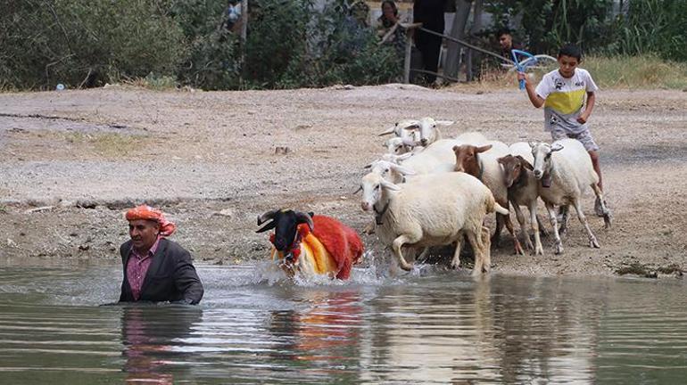 Denizlide 8 asırdır süren gelenek: Koyunlarını nehirden geçirdiler