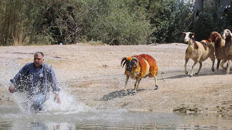 Denizlide 8 asırdır süren gelenek: Koyunlarını nehirden geçirdiler