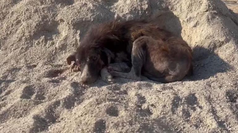 İETT otobüsü şoförü köpeği böyle ezdi İsyan ettiren anlar kamerada