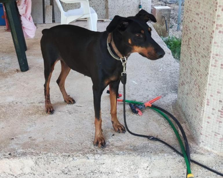 Kayıp Korhan Berzeg olayında yeni gelişme Köpeği 74 gün sonra ortaya çıktı