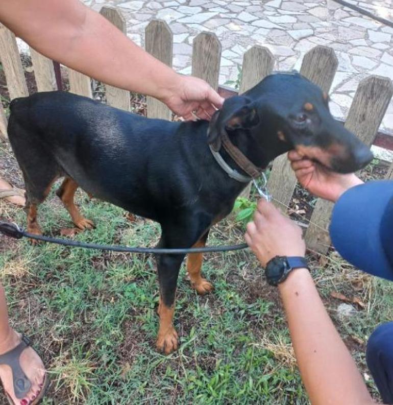 Kayıp Korhan Berzeg olayında yeni gelişme Köpeği 74 gün sonra ortaya çıktı