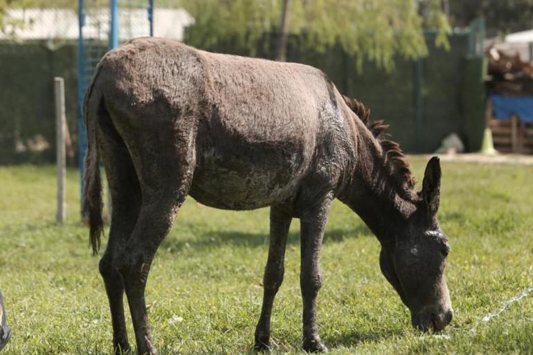 Yangından kurtarıldı, Ceren isimli eşek emekliliğe ayrıldı